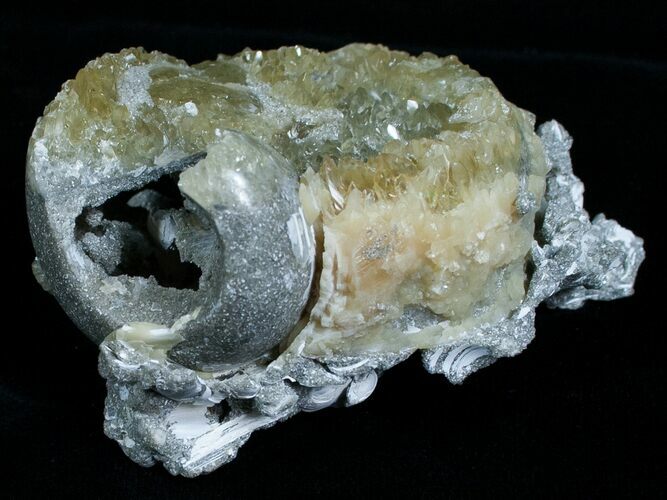Fossil Whelk With Golden Calcite Crystals #6052
